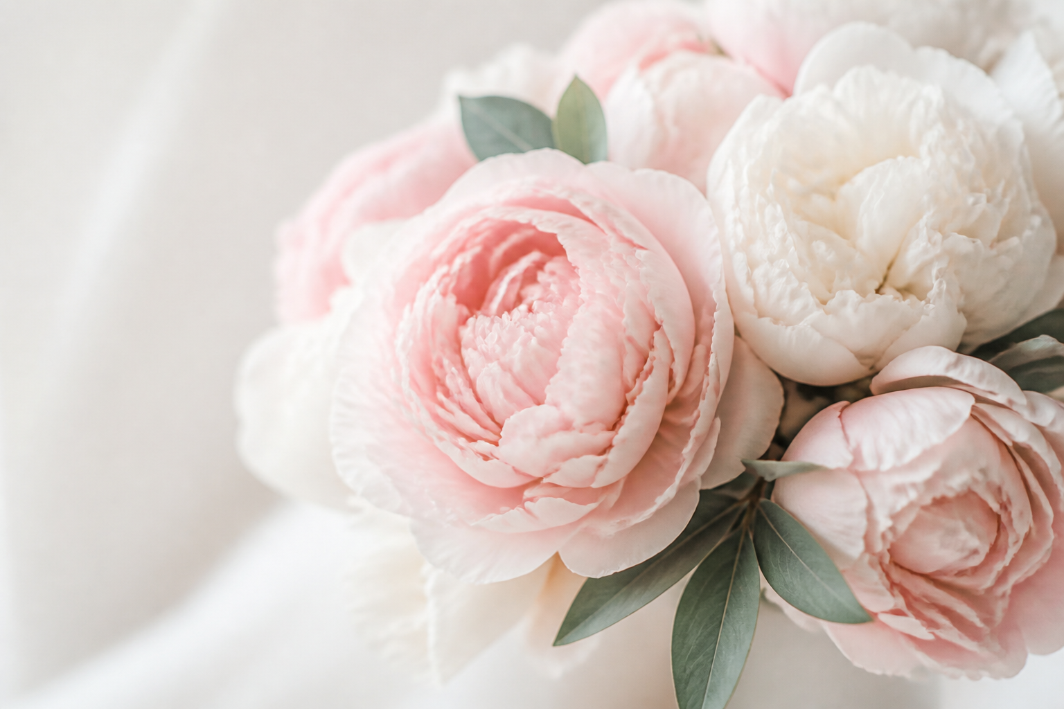 Soft pink and cream peonies
